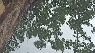 Это было чудо, что дождь сопровождался ветром, и из дерева текла вода.