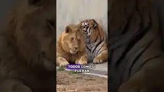 How do lions and tigers live in peace? #animals #Friendship #Us