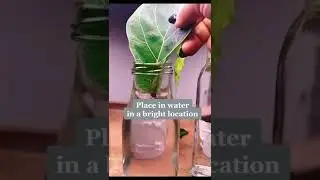 propagating fiddle leaf fig from leaf | leaf cutting