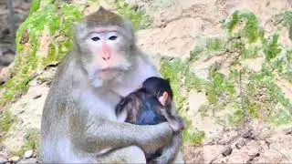Bayi monyet menangis setelah ditinggalkan di luar oleh induknya