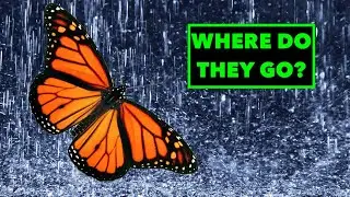 WHAT DO BUTTERFLIES DO IN THE RAIN? SUMMER BUTTERFLY HUNT SOUTH FL