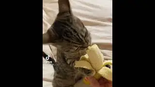 Cute Cat Eating Banana