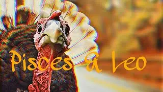 🍂🍃РЫБЫ ВЗАИМОДЕЙСТВУЮТ СО ЛЬВОМ🍃🍂ОПРЕДЕЛЕНИЕ ПАТИВНОГО ПОЛОЖЕНИЯ! ОДНАКО ОНИ ОБРЕЛИ ЯСНОСТЬ, ГДЕ ...