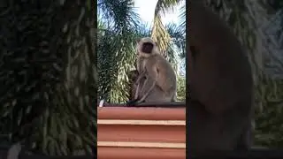 Please subscribe my channel 🙏.@animalhomemonkey6635 @WildBrainKids @MonkeyBoo