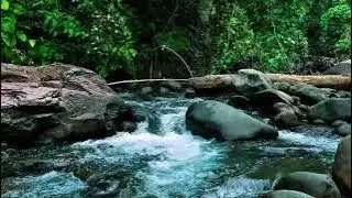 Rushing Jungle River Over Stones – Nature Sounds for Deep Sleep, Focus & Stress Relief