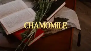 An Unexpected End - Chamomile - Official Music Video
