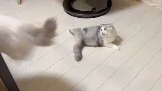 Piko chasing Luna!