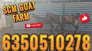 POWERFUL #SIROHI #MALE #BREEDER #GOAT BREEDING GOAT MEETING GOAT CROSSING BAKRI