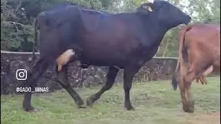 15 Vacas sendo 9 amojando e 6 paridas, R$ 6.200,00 por animal !📍São João Del Rei-MG (34)99159-1395 
