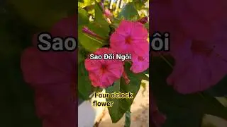 Lệ Quy&ecirc;n thể hiện tuyệt vời ca kh&uacute;c Sao đổi ng&ocirc;i#nhachaymoingay#Flowers#Natural#bolero #nhactrutinh