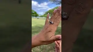 Pearls in Bloom Plumeria Tahitian Black Pearl Ring in Tri Color Gold with Diamonds - 8mm