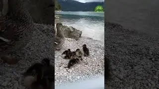 Goose chick at the mountain lake Eibsee in germany. #travel  #nature #swissnature#mountains #germany