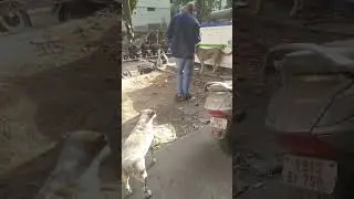 Poor Dog's looking so hungry 🥺😢 #shorts #dog #youtubeshorts