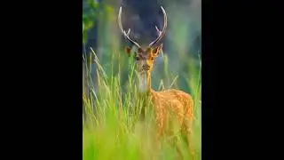 Tiger cubs learning how to hunt