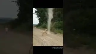 dog stops tornado✋️🤯