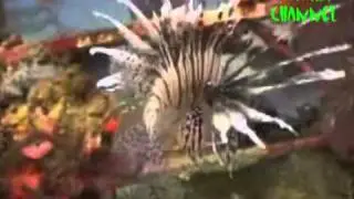 Joyas de las Profundidades - CASAS SUBMARINAS 2 (1/3)