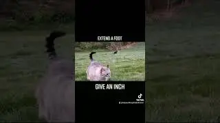 Give An Inch - #shorts #poetry #quotes #short #poem #cat #cats #kitty #short #life #wisdom #kitten