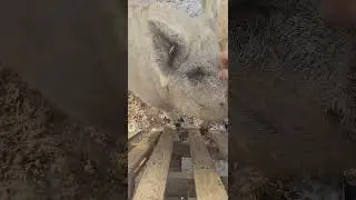 Farm introduction 