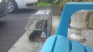PLATO, I finally got her!! Trapping feral cat. (TNR) Trap, Neuter, Release