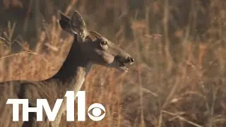Alternative firearm season & bear encounter safety tips | Outdoor Report