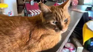 TRUMPY SENDS HIS VIEWERS A FEW KISSES