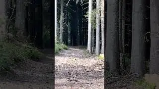 One lucky rabbit #blackforest #nature #mountains #schwarzwald