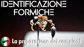 Identificazione e preparazione dei campioni - Curiosit&agrave;l | Ants Italia (AI) feat. Elia Nalini