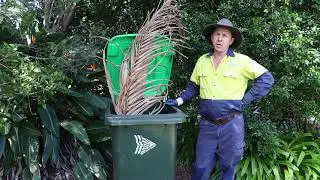 Problem with palm fronds? Dave has got you sorted