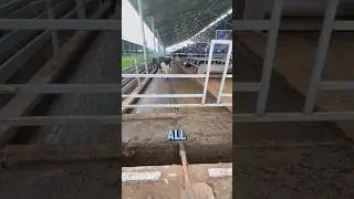 Автоматическая система очистки навоза молочных коров! #шорты #популярнаянаука #механика