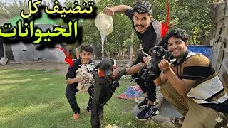 شوفوا شلون طلع شكلهم بعد الغسل! مستحيل 😍عقيل تكفل بالمزرعة يوم كامل🫡