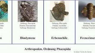 Arthropoden, Ordnung Phacopida arthropoda Housin Logos Dindymene Cheirurus Sphaerexochus Deiphon