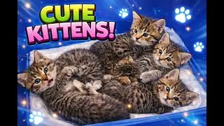 Sleeping and Playing Tiny Kittens Live