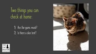 How can I tell if my cat is dehydrated?