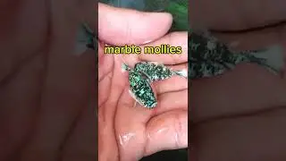Marble balloon molly#mollyfish #subscribe #shortvideo ##viralvideo #video