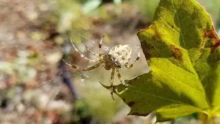[RAW] Garden Spiders Mating Oregon 2017