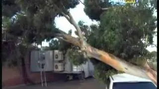 Упавшее дерево на передвижной фургон в WACA