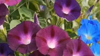 The Enchanting World of Morning Glory Flowers