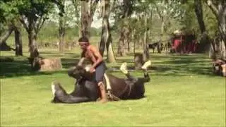 Beautiful and breathtaking demonstration of horses yoga