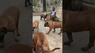 Breeder and his Bull Mastiffs #dog #shorts #bullmastiff