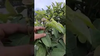 0015- Results after Mexican cream  Guava tree Pruning, flower set and locations
