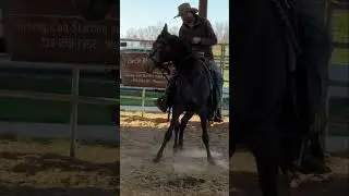 Meet the Stunning Filly: Macchiato & Blue-Blooded Bandit