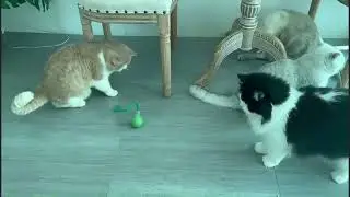 GIOCATTOLO GATTO GIOCO ROTEANTE INTRATTENIMENTO ANTISTRESS AUTOMATICO ANIMALI DOMESTICI