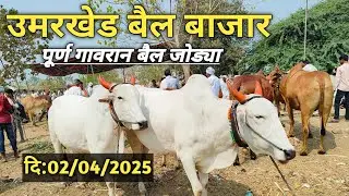 🐂उमरखेड बैलबाजार 💥UNMARKED BAIL BAZAR 🔥OX MARKET 🌎OMKARKALEE 💯 जातिवंत गावरान बैल जोड्या