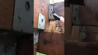 Pressure treated vs non treated deck framing part 1/2
