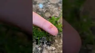 Baby snails 🐌 so cute!