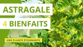 Astragale : 4 bienfaits de cette plante m&eacute;dicinale &eacute;tonnante