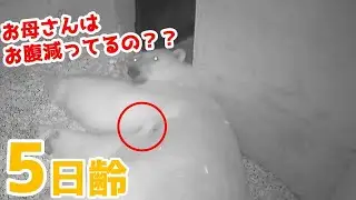 【ホッキョクグマ】ほとんど食べず子育てするお母さん【5日齢】Polar Bear Baby Growth Record(Day 5)