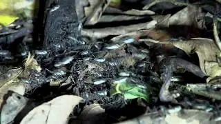 Army Ants Move Their Queen