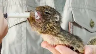 Meet our newest addition: baby squirrel Freddy