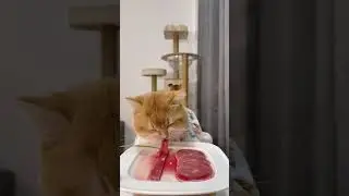 cat eat meatslices 🥩🥚🍳|cat eating sliced meat 🐓| ASMR cat mukbang #cat #cats